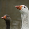 Geese in York