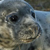 Seal pup